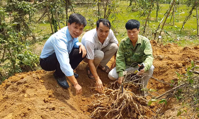 Cây ba kích thu hoạch tại vườn Lục Ngạn, Bắc Giang.