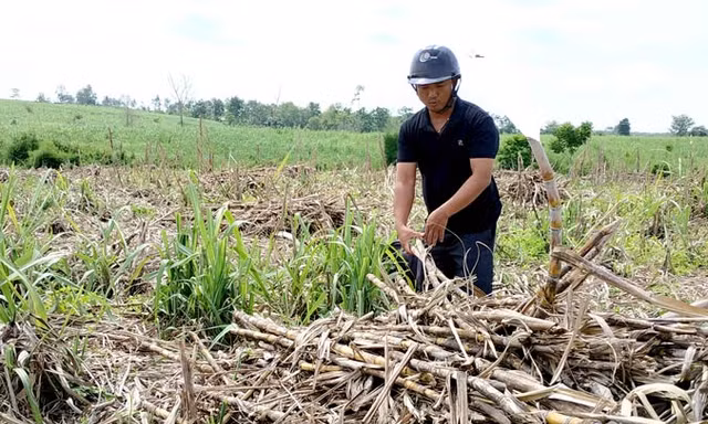 Mía nhà anh Sơn chặt cả tháng chưa được thu mua.