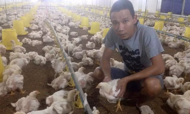 Trang trại gà trắng hơn 10.000 con được anh Hữu đầu tư theo mô hình khép kín hiện đại.