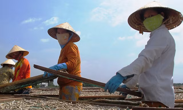 Phơi khô ở Cà Mau. Ảnh: Tiến Hưng.