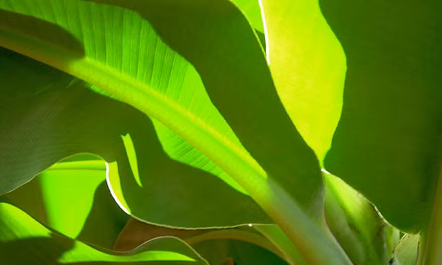 Lá chuối và tuổi thơ