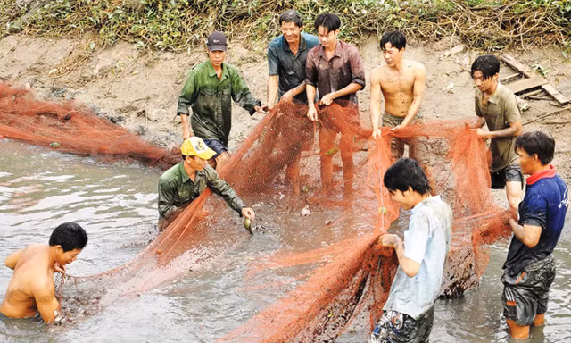 Thu hoạch cá đồng tự nhiên ở U Minh.