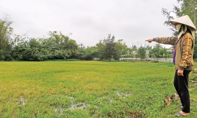 Ruộng bỏ hoang vụ Xuân tại Nghi Lộc, Nghệ An. Ảnh: Việt Hương.