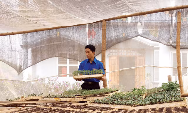 Giàng A Dạy đã áp dụng thành công công nghệ tưới nước nhỏ giọt, xây dựng nhà lưới để nâng cao năng suất, chất lượng nông sản. Ảnh: Bình Minh.