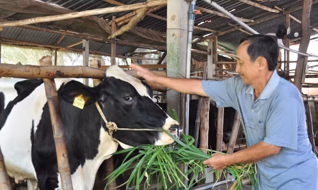 Ông Tuấn cho bò ăn. Ảnh: Hòa Hội.