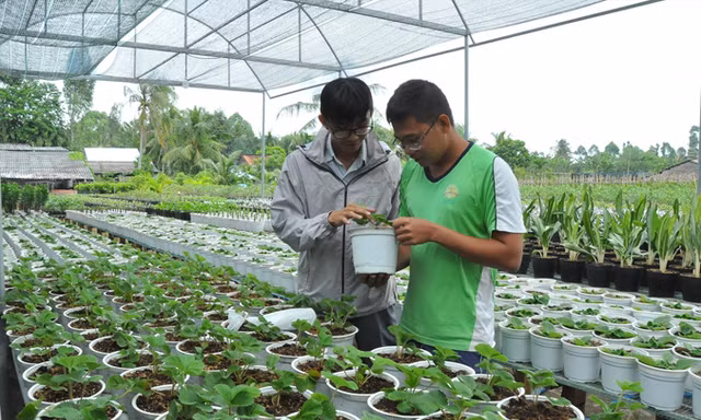 Anh Đào Hải Triều (bìa phải) giới thiệu cây dâu tây Đà Lạt trồng tại Sa Đéc.