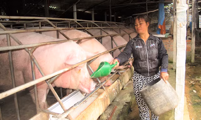 Giá lợn hơi xuống thấp, nhiều hộ, trang trại nuôi lợn ngồi trên đống lửa. Ảnh: Bình Phương.