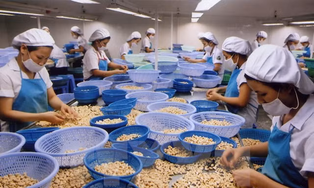 Sẽ xuất khẩu 3,3 tỷ USD hạt điều