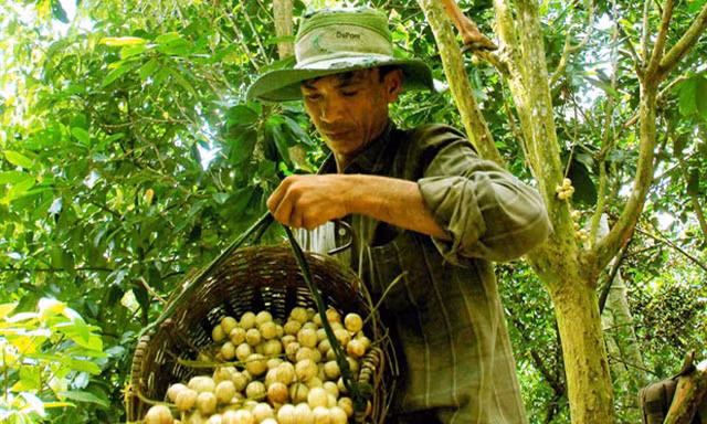 Phát triển đặc sản dâu Hạ Châu 