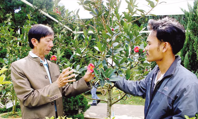 Ông Thân nhân giống trà my nội để bảo tồn nguồn gen quý.