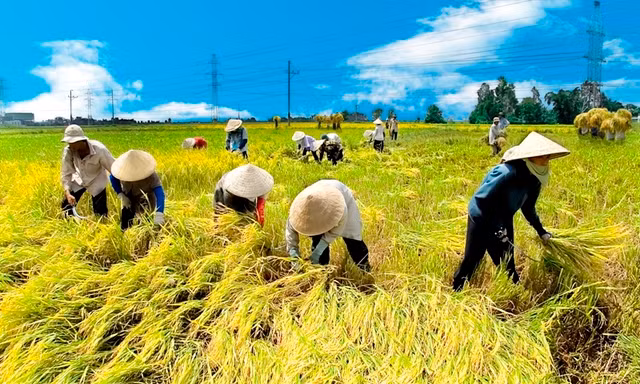 Bảo hiểm nông nghiệp, thí điểm lỗ hơn 300 tỷ đồng