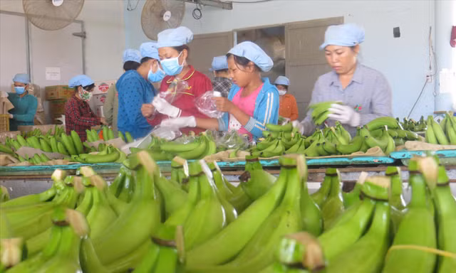 Chuối của Công ty Huy Long An xuất đi Nhật.
