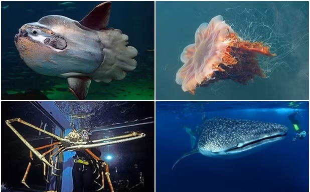 Những động vật nào 'khủng' nhất dưới đại dương?