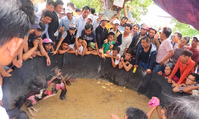 Chọi gà là địa điểm đông khách nhất trong mọi phiên chợ và hội làng. Ảnh: Lan Hương