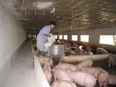 Người nuôi gia công cho C.P đề nghị Cty này chia sẻ lợi ích Ảnh: Anh Dũng