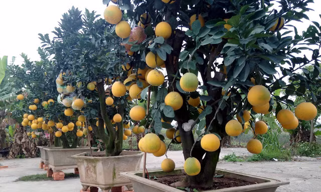 Chăm sóc bưởi cảnh sau tết thế nào để năm sau quả sai trĩu trịt