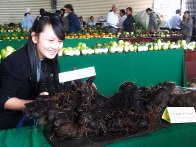 Củ khoai nặng 31 kg