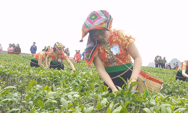 Tưng bừng Hội thi hái chè trên cao nguyên Mộc Châu