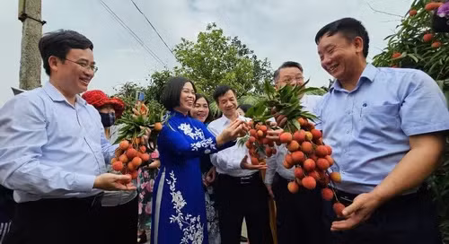 Xuất khẩu lô vải thiều Thanh Hà đầu tiên đi Nhật, Úc