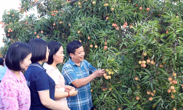 Thương lái Trung Quốc rục rịch thu mua vải Thanh Hà 