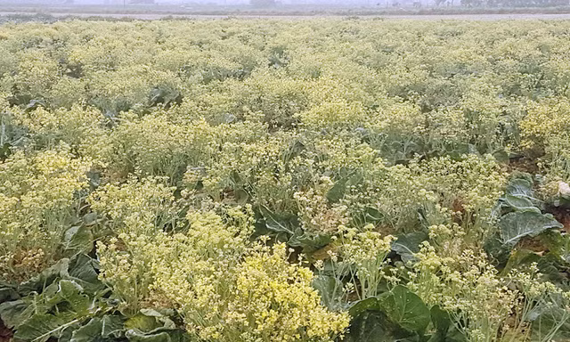 Xót xa cảnh súp lơ ở Hải Dương nở hoa vàng cả cánh đồng