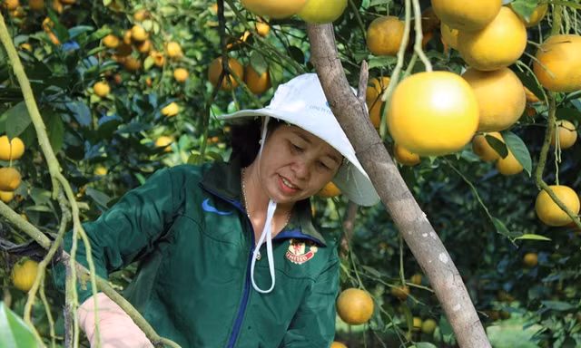 Những rừng cam thu tiền tỷ mỗi dịp Tết ở Hà Tĩnh