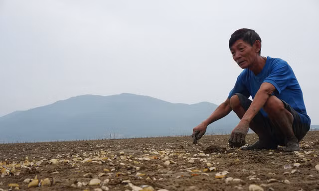 Người dân lao đao vì 80 héc ta ngao chết trắng bãi 