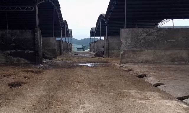 'Siêu' dự án nghìn tỷ nuôi bò sau 3 năm thành... bãi chuối