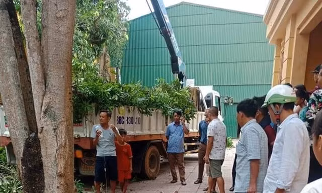 Chặt cây xanh trong ủy ban huyện, một người tử vong tại chỗ