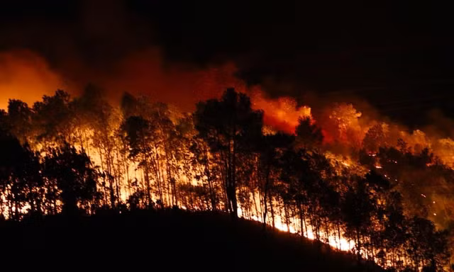 Đốt lửa lấy mật ong gây cháy rừng, ba nông dân bị bắt giam