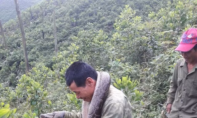 Phát cây bắt được trăn dài 2 mét