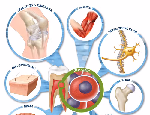 Dùng tế bào gốc có thể chữa được những bệnh gì?