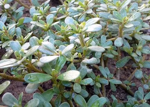Rau sam giúp thanh nhiệt, giải độc