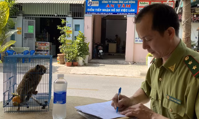 Cu li quý hiếm đi lạc vào khách sạn ở TPHCM 