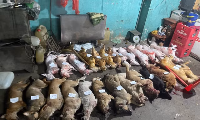 TPHCM: Đột kích 'hang ổ' của băng trộm chó 