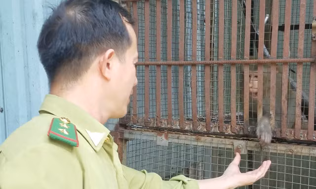Khỉ đuôi dài sổng chuồng cắn người ở chùa bị thương