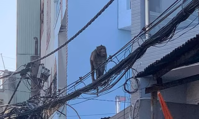 Khỉ đuôi dài ‘đại náo' khu dân cư ở TPHCM