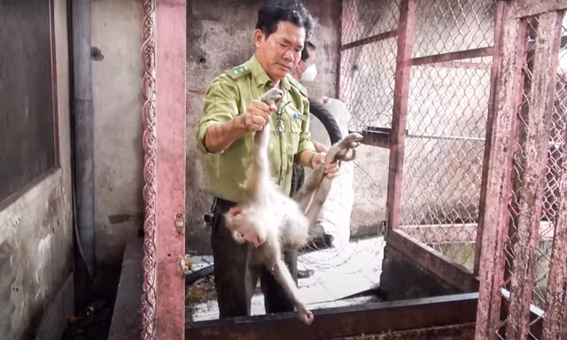 Bàn giao 5 con khỉ quý hiếm cho kiểm lâm TPHCM