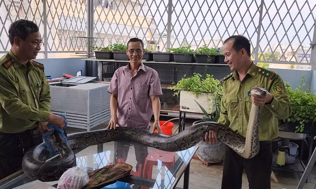 Người dân bàn giao nhiều trăn đất quý hiếm cho Kiểm lâm TPHCM