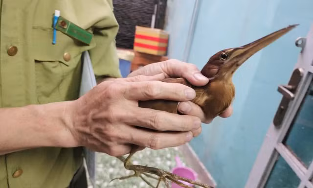 Chim lạ bay lạc vào nhà dân ở TPHCM