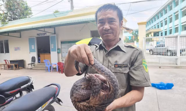 Tuần tra trong hẻm, bảo vệ dân phố phát hiện Tê tê Java quý hiếm