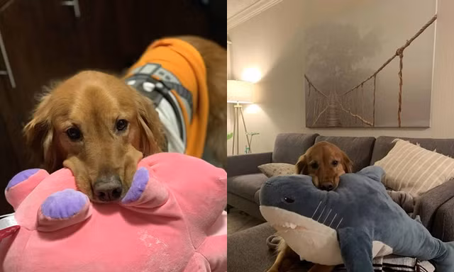 chó Golden Retriever