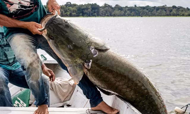 Bất ngờ với hình ảnh cá hải tượng khổng lồ 'sa lưới' ngư dân Brazil