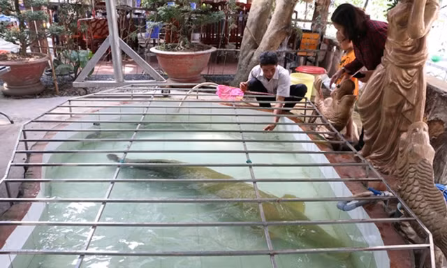 Đại gia Việt 'săn' thủy quái lớn nhất thế giới về thả ao chơi vui
