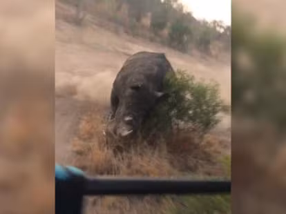 Thót tim cảnh tê giác 'nổi điên' đuổi xe chở khách du lịch với vận tốc cực đại