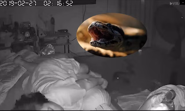 Video: Kinh hoàng cảnh trăn lớn bò vào nhà cắn cụ bà lúc nửa đêm