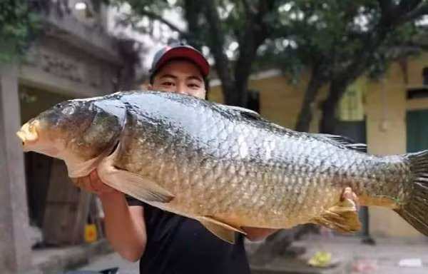 Bắt được con cá chép 20kg, sang tay ngay chục triệu đồng