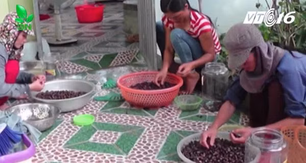 Dân Nghệ An đổ xô lên rừng hái sim, kiếm hàng chục triệu đồng mỗi ngày  