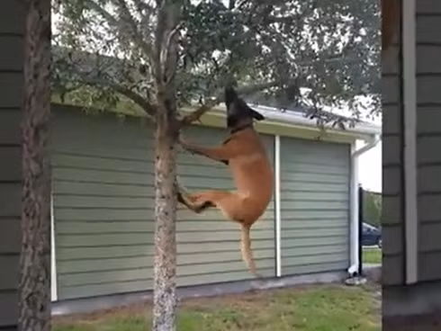 Đây là cách các chú chó... luyện cơ hàm