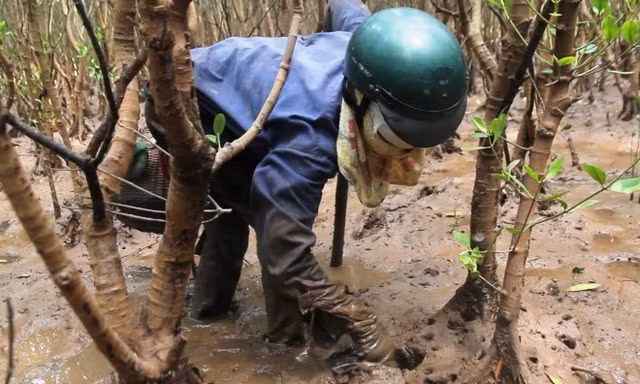 Lội rừng sình lầy mò sam đất kiếm nửa triệu mỗi ngày